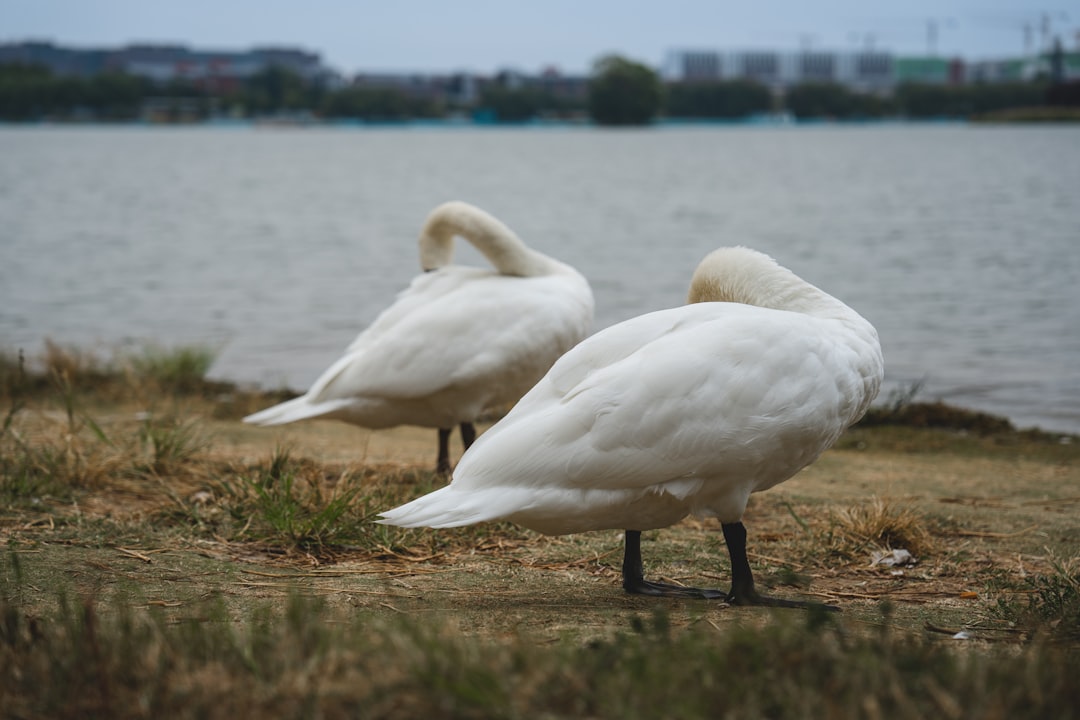 Bird flu outbreak confirmed in St. Louis County, other Missouri communities
