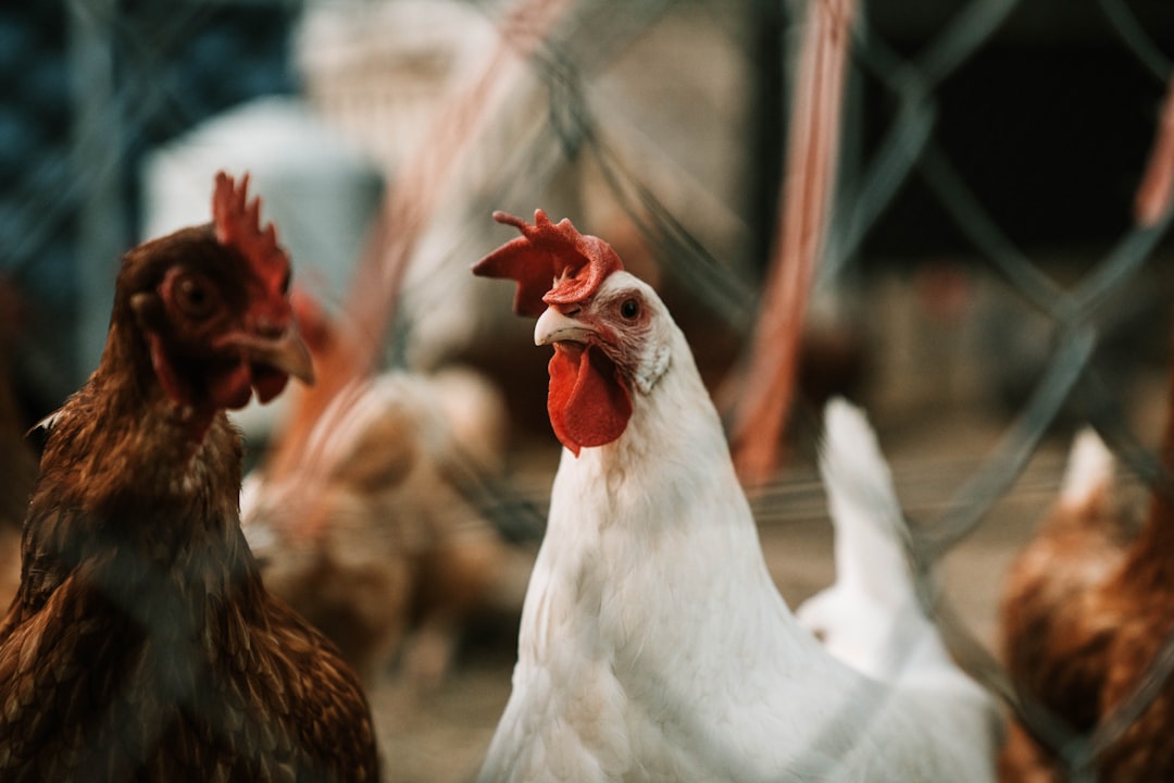 Bird flu outbreak confirmed in St. Louis County, other Missouri communities