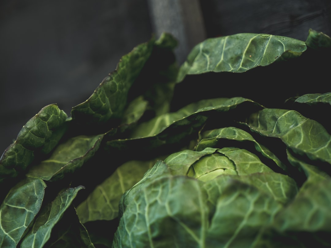 Plant-Based Diets: Reshaping Food Culture