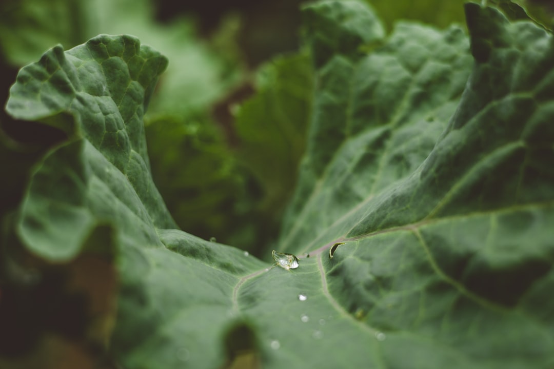 How Plant-Based Eating Is Evolving in America