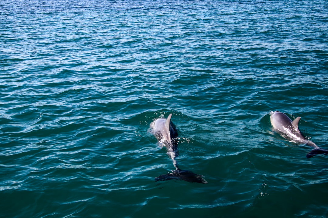 Dolphins Secure Victory After Mariota's Overtime Error  