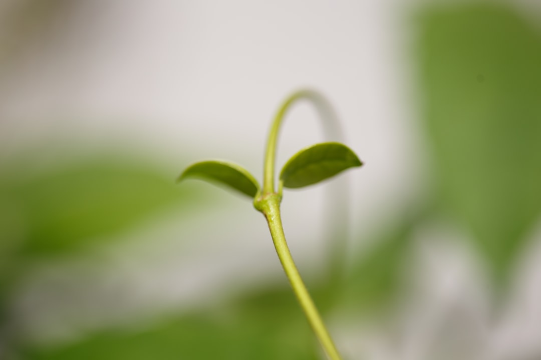 Plant-Based Diets: Changing US Food Habits