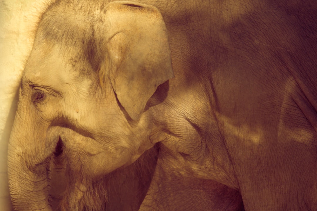 Ancient Origins of Kissing: 20 Million Years Ago  