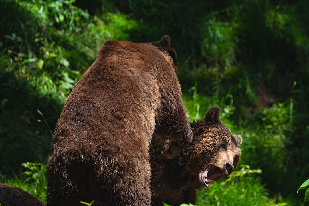 Bears' Victory Credited to Strong Offensive Line  