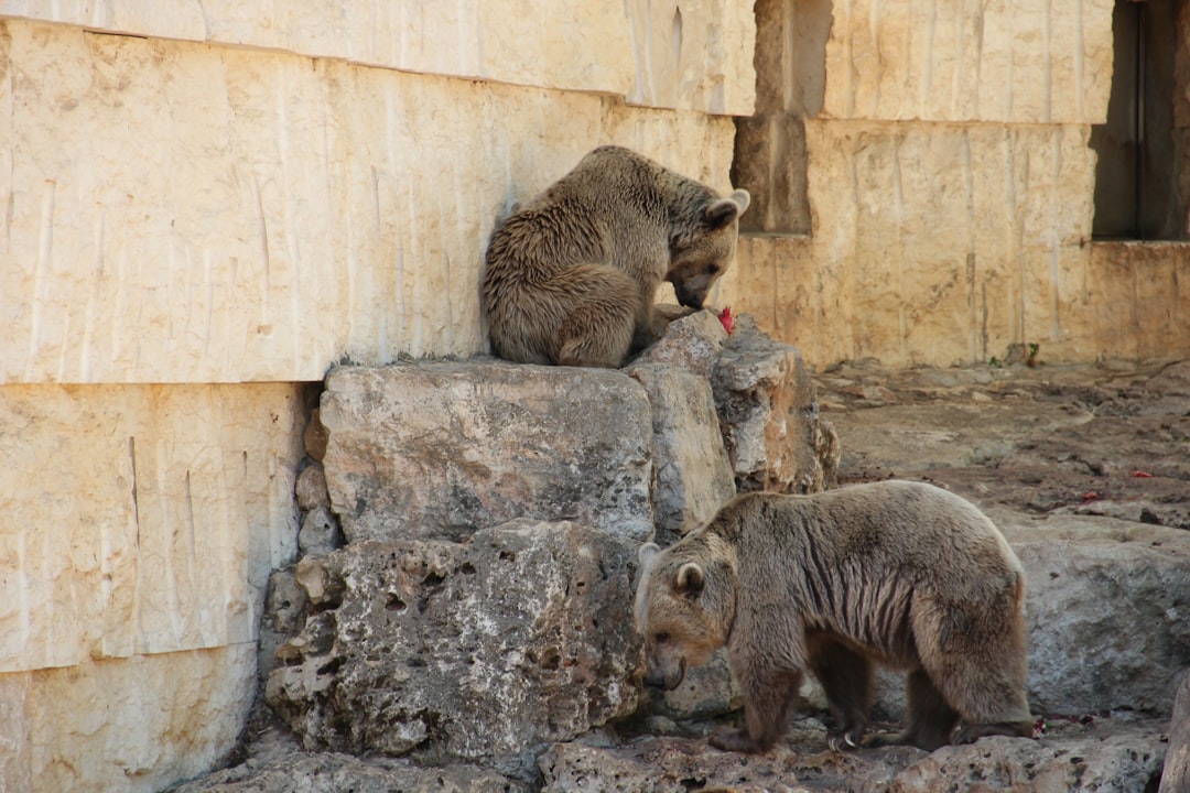 Bears Explore New Stadium Locations Beyond Arlington
