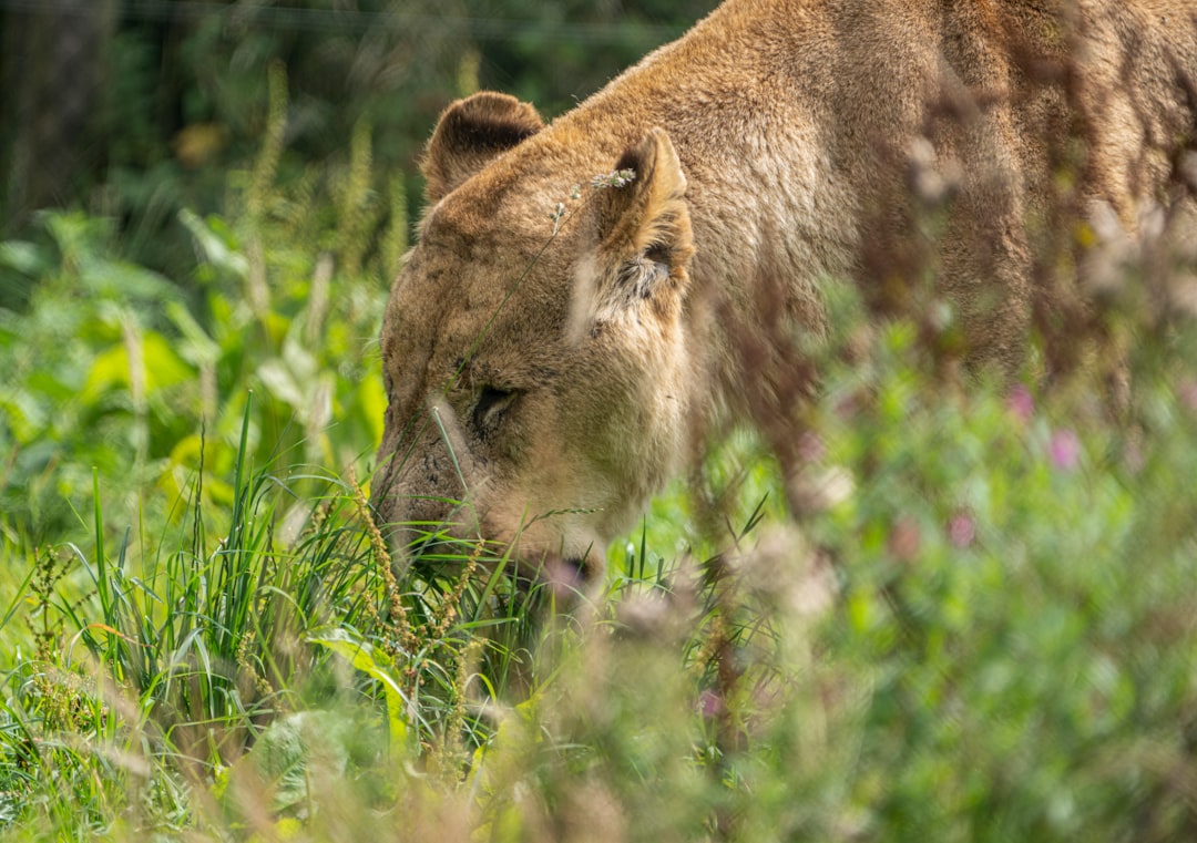 # Lions' Playoff Chances Dim After Unexpected Loss
