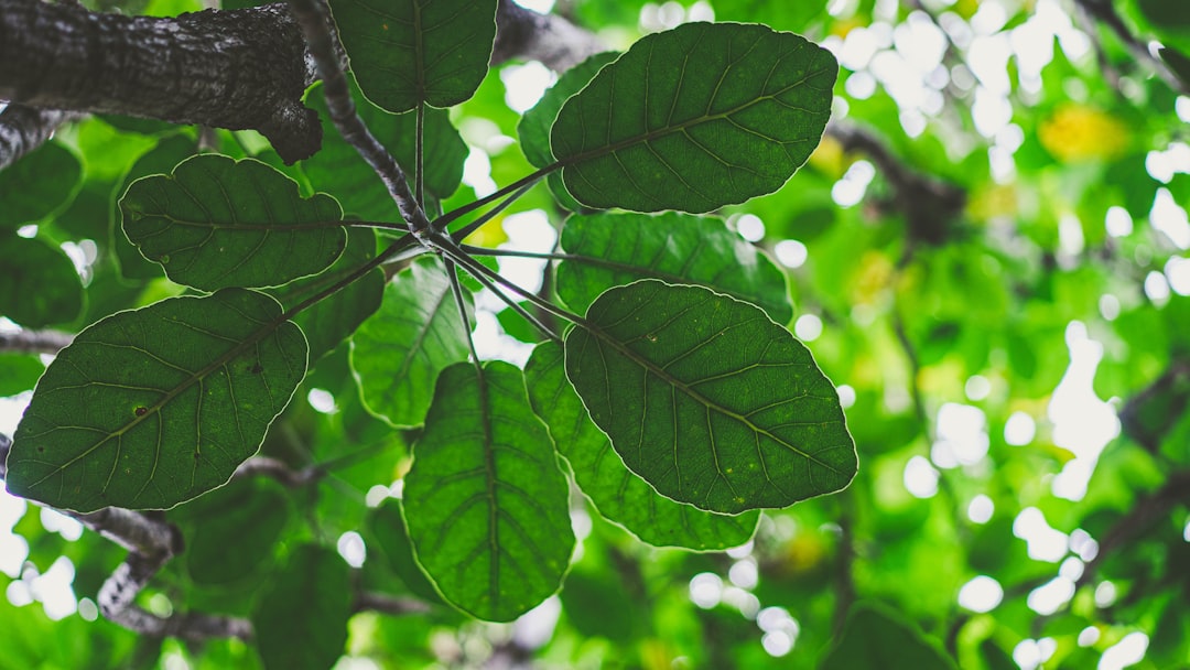 Everyday Tips to Lower Your Carbon Emissions