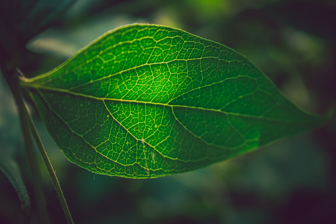 EVs and Their Role in Sustainable Transport