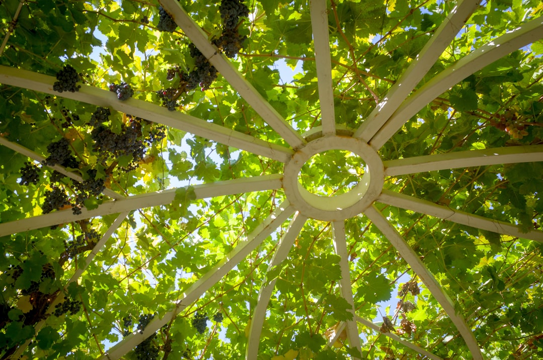 EVs and Their Role in Sustainable Transport