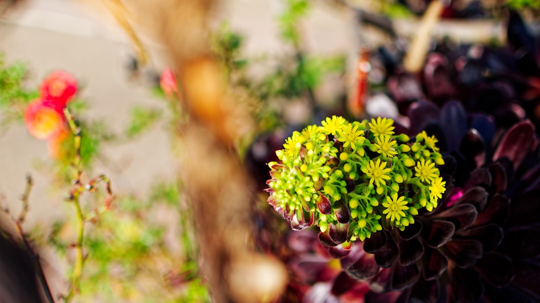 How Plant-Based Eating Is Shifting US Culture