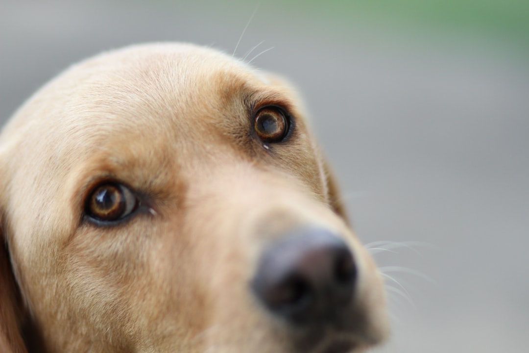 Advancement in Canine Stem Cell Research for Blood Cells
