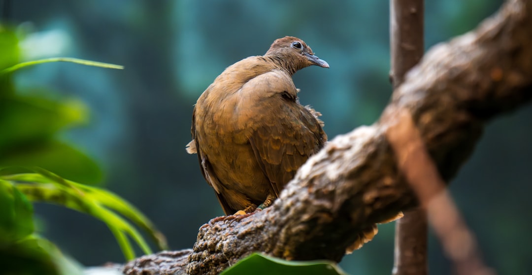 Teen Discovers Rare Birds in D.C., Finds More Surprises  