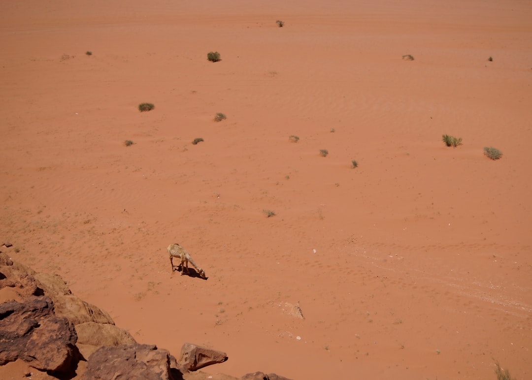 Viking 1's Mars Landing: 50-Year Milestone  