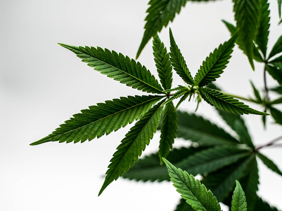 # Study Explores Cannabis Impact on Sleep and Brain