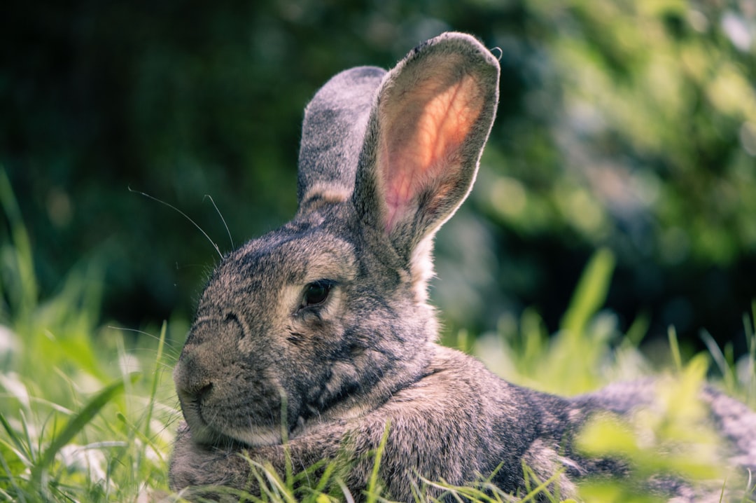 Suspected Rabbit Fever Cases Emerge in New York  