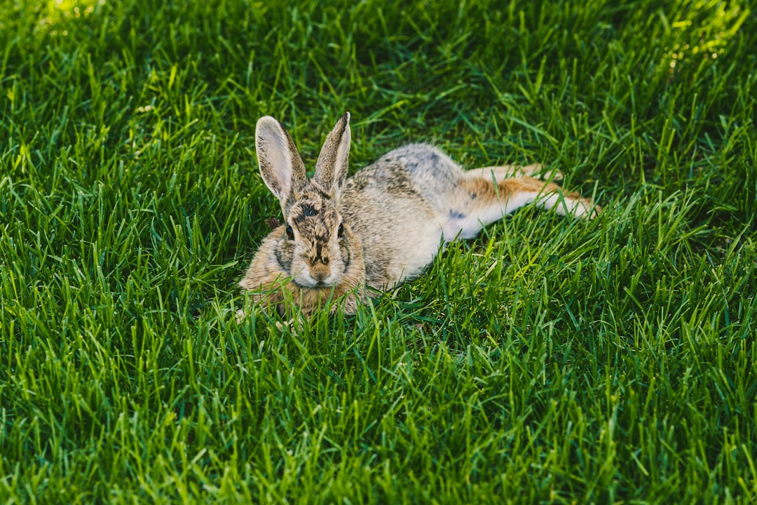 Rabbit Fever Cases Rise Near Major Metro Areas  
