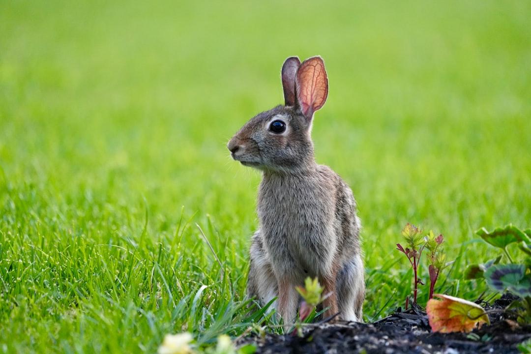 Rabbit Fever: Three Probable Cases in New York  